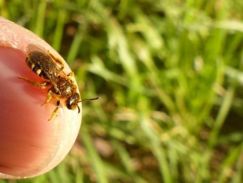 Lasioglossum laevigatum